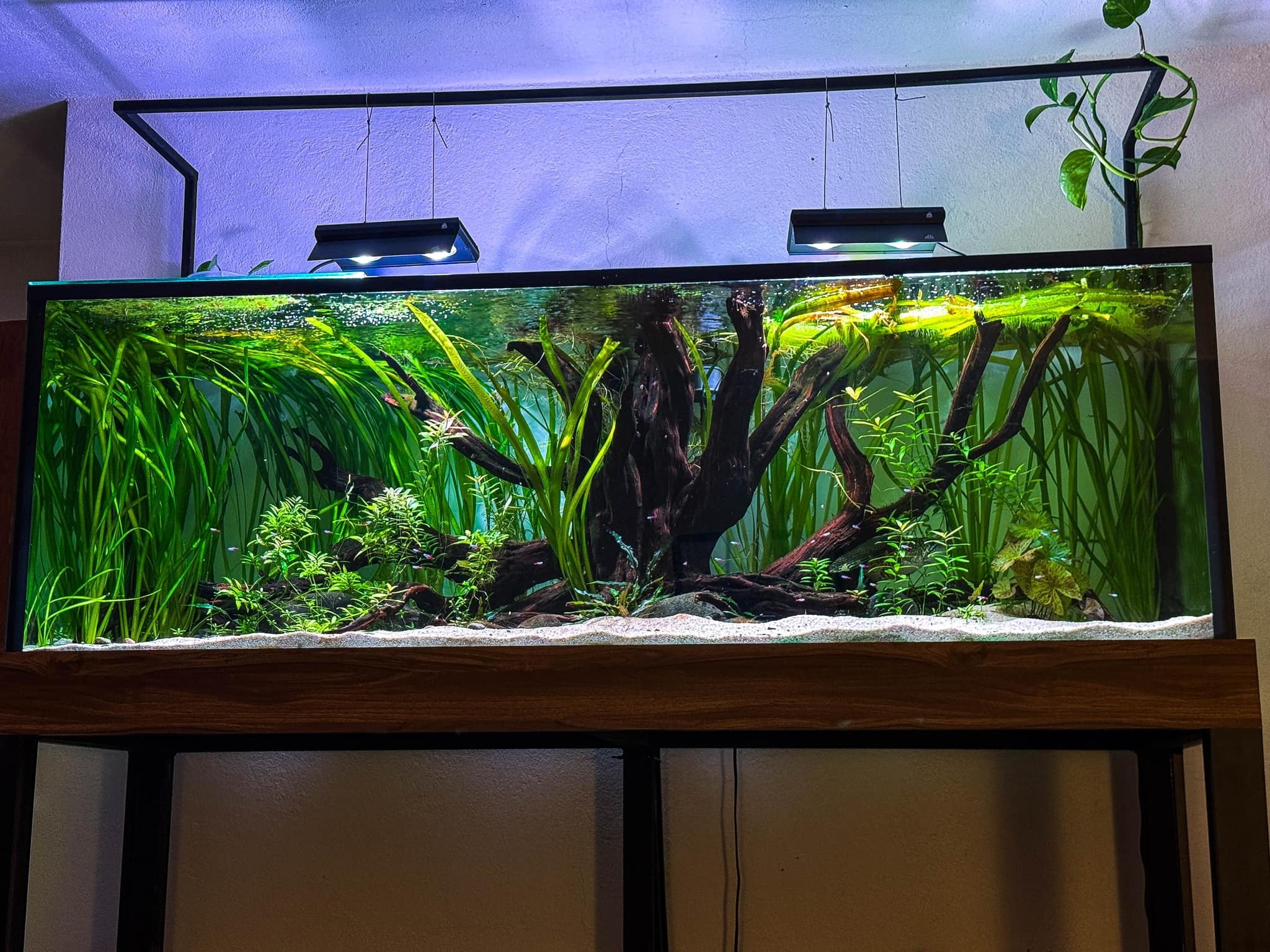 Aquarium with two weekaqua z250 lights and plants and decorations on a wooden stand